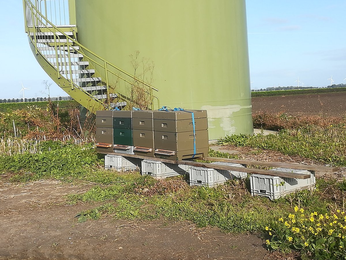 Deflevobij's tweet image. We hebben nog wat kasten bij de groenbemesters neergezet, zodat ze zich zelf kunnen inwinteren. In de weide omgeving staat gele mosterd, bladrammenas en pachelia.