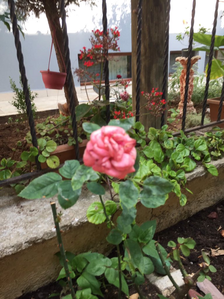 trz062011's tweet photo. @EFSANEPINAR007 Günaydın SİNDİRELLA https://t.co/tQRfvhNlfF