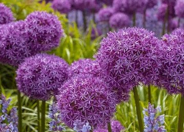 Spring flowering bulbs should be going in now! 
You can choose from several different bulbs from loose all the way to 25kg sacks. 

There's nothing quite like seeing that first emergence 😊