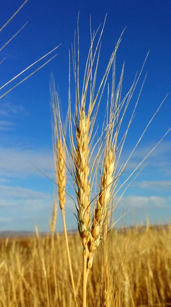 Тариа бол ургадаг эко алт юм! О.Л. Цандэлэг
