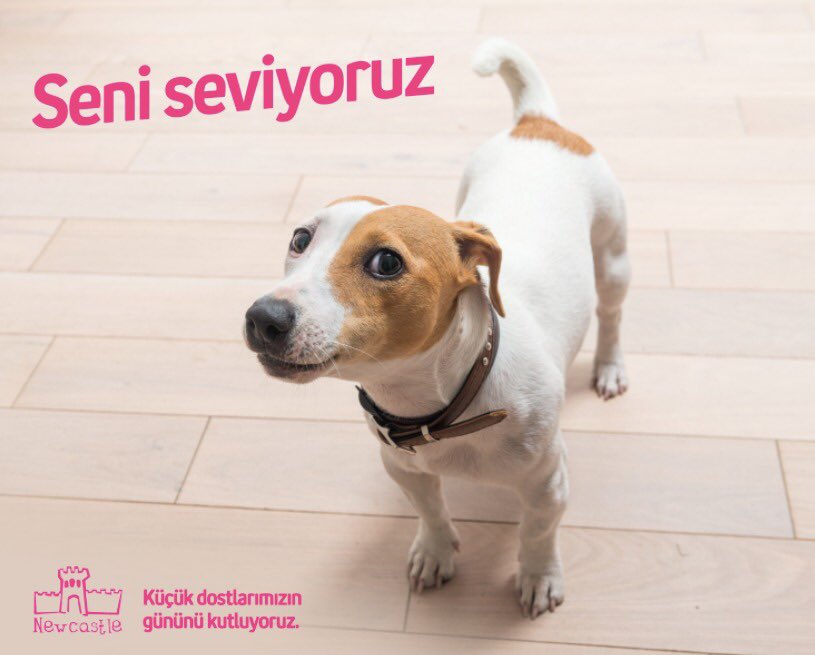newcastle_pubs's tweet photo. Seni seviyoruz ❤️#HayvanlarıKorumaGünü https://t.co/N6Ktl8D9nd