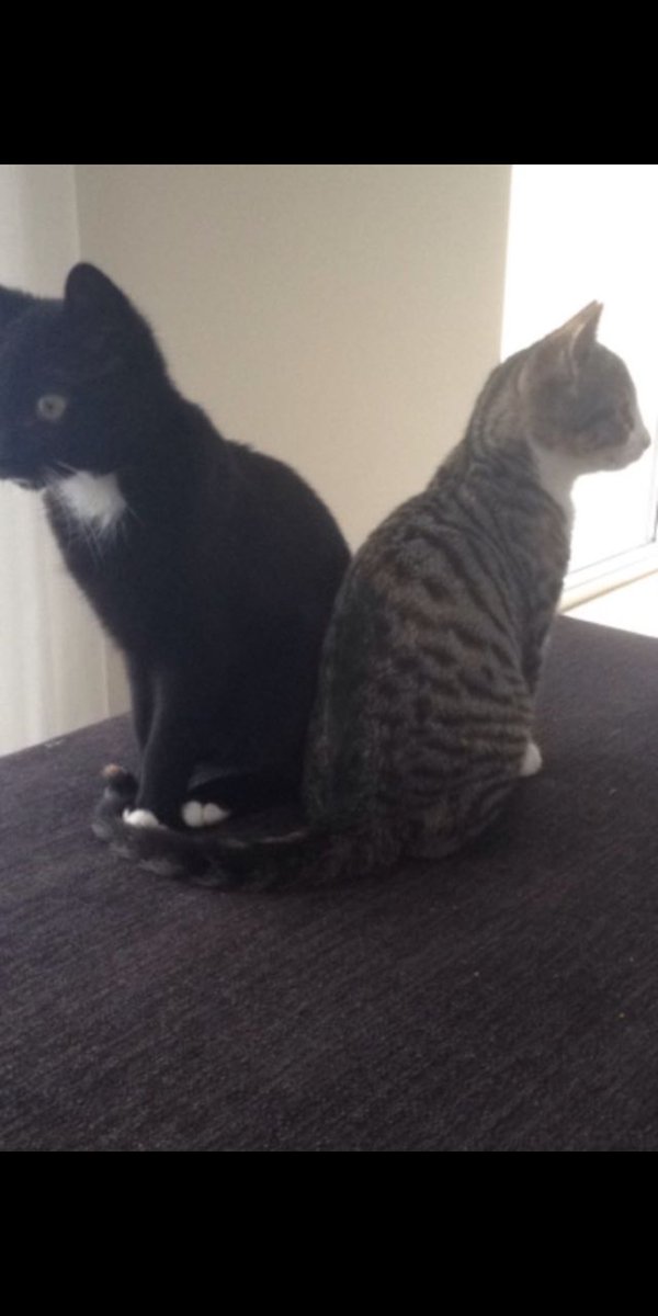 w1125_muriel's tweet photo. Dierendag๐โค๏ธ #Phillou #Cyrah๐ https://t.co/SX9JJ032Ho