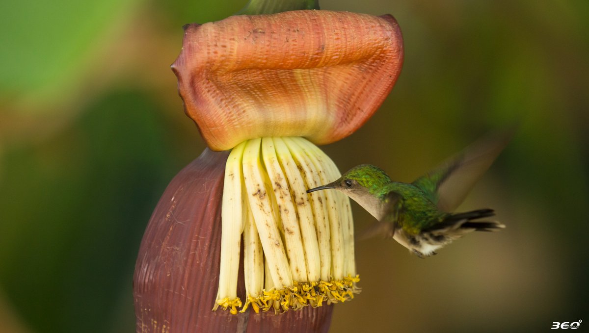 🍌 Banane de Guadeloupe & Martinique tweet media