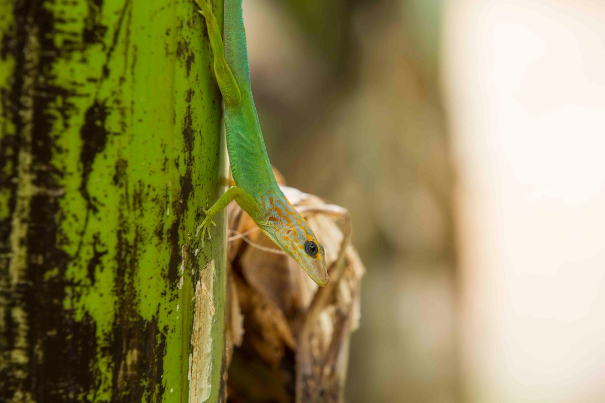 🍌 Banane de Guadeloupe & Martinique tweet media