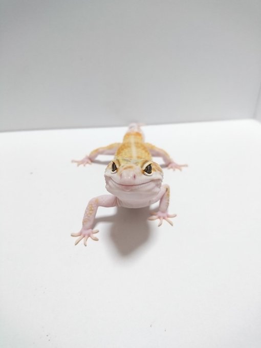 イケメンは目の保養のtwitterイラスト検索結果