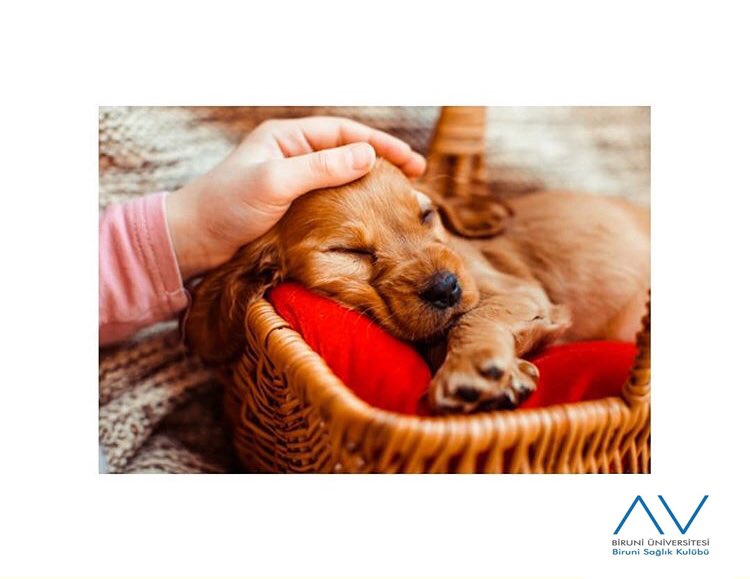 Hayatı onlarla birlikte paylaşıyoruz.. 4 Ekim #HayvanlarıKorumaGünü