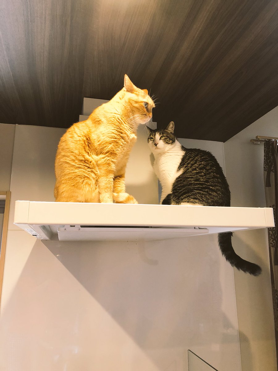 kokonananya's tweet photo. 「ムッサニア領地に侵入者あり」 https://t.co/KA4MbXkZOc