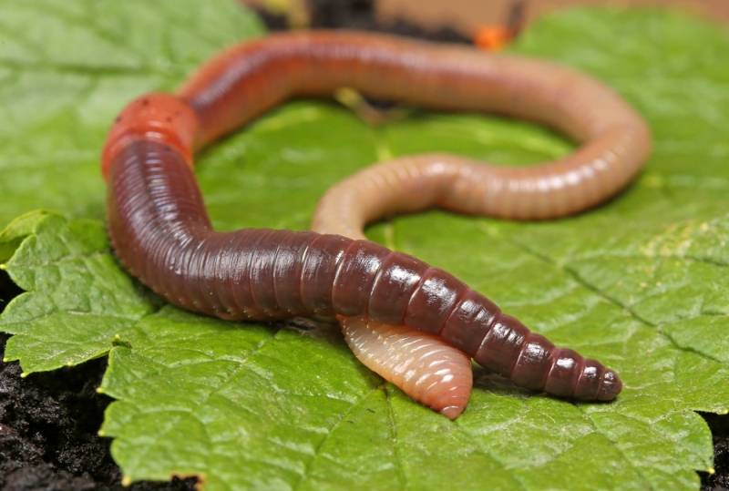 EarthwormTrust's tweet photo. Molly is a sensitive girl until she gets to know you. Bouncy and full of fun. Could you provide her with that 'forever' home she so desperately needs? π #BeKindToEarthworms https://t.co/XrZcWl4lap