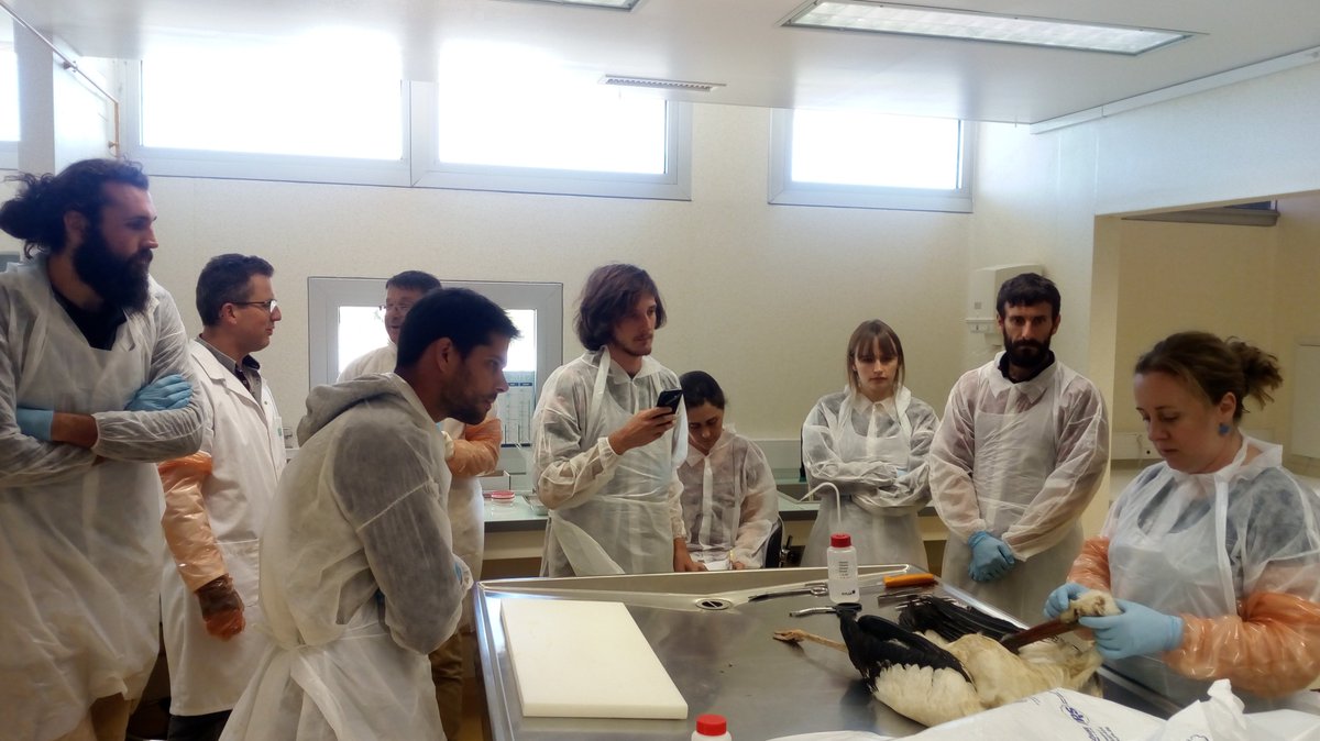 Formation pratique en cours sur les problématiques éco-épidémiologiques/diagnostic co-organisée avec la Réserve Naturelle des #TAAF, l'#ONCFS et la laboratoire #vétérinaire départemental de Montpellier. La santé des oiseaux #endémiques des Terres Australes en jeu.