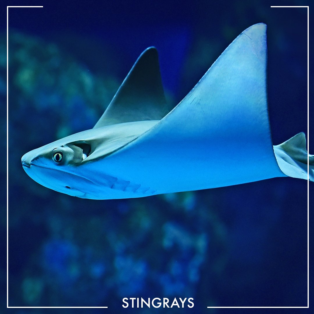 Real Wild tweet media