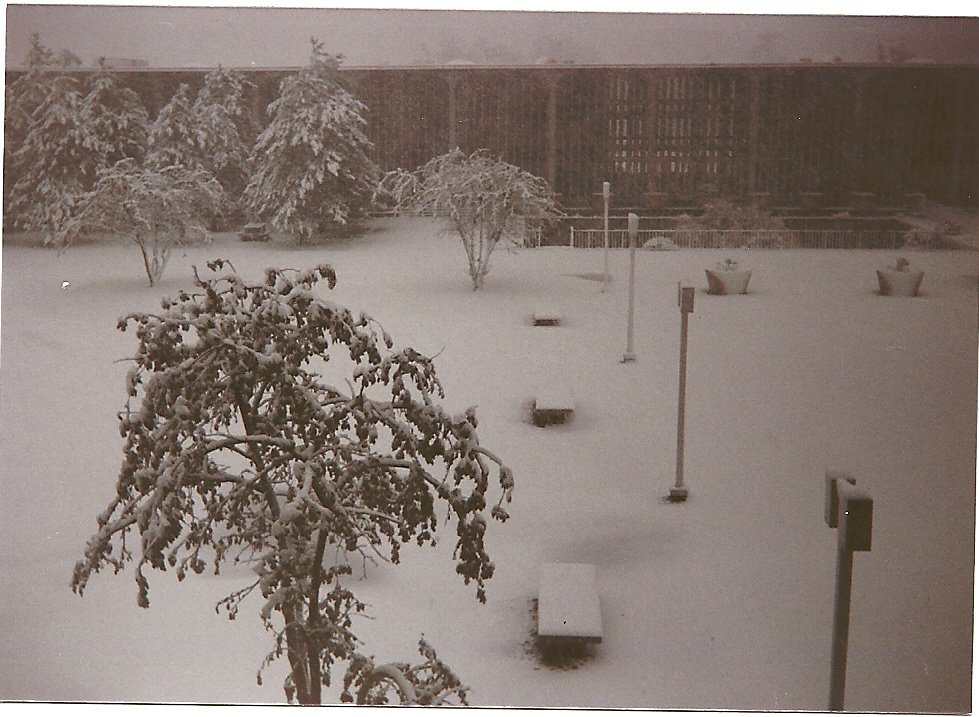 It was 31 years ago this morning in 1987 we had a devastating surprise snowstorm that knocked down trees and power lines.  Here is a look from Hamilton Hall on Colonial Quad at UAlbany as it was snowing.