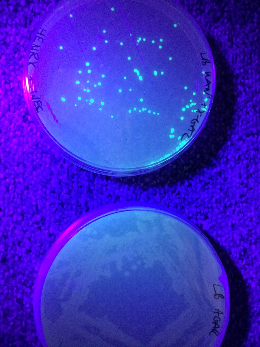 It worked! Genetically Modified bacteria (top) that glow under UV light while the originals (below) stay colourless.