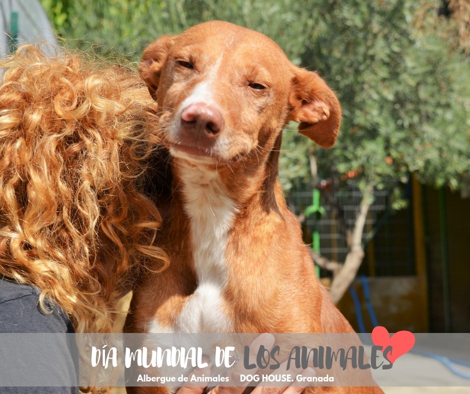 Albergue Dog House tweet media