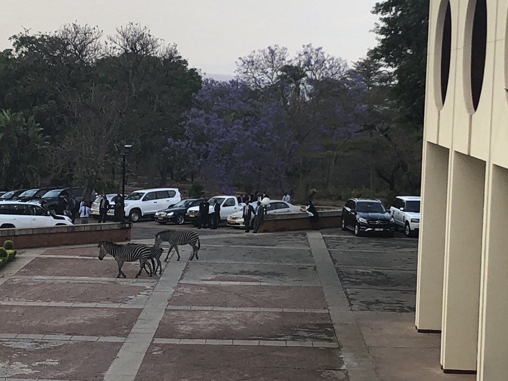 JenniferJJacobs's tweet image. Zebras in the front yard of the Malawi equivalent of the White House.
