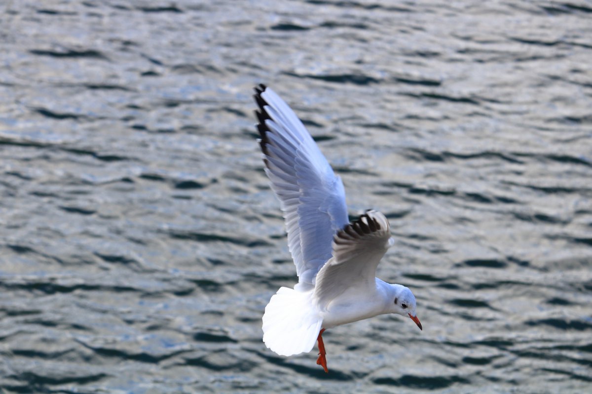 Going in 
#wildlife #wildlifephotography #seagulls #canon #canon750d #canonphotography #irishphotography #cork #Cork @irishexaminer @irish_daily_  @CobhNews @CobhEdition @GreatIslMedia @GreatIslandArt