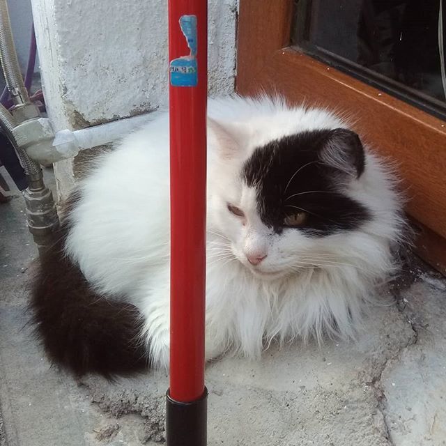 FurlingtonPost's tweet photo. Pufftastic 
#thedailycrumpet #catsofkaş #catsofturkey #catsofinstagram #kedigram #turkishcat #catpuff #fluffycat #catstagram #instacat #dailycat #kedi #meow #purr #blackandwhitecat #gata #gato #chat #katze #neko #cat #kot #siyahbeyazkedi #beşiktaşkedisi https://t.co/K3APkMlgs9 https://t.co/tzdPmdBweF