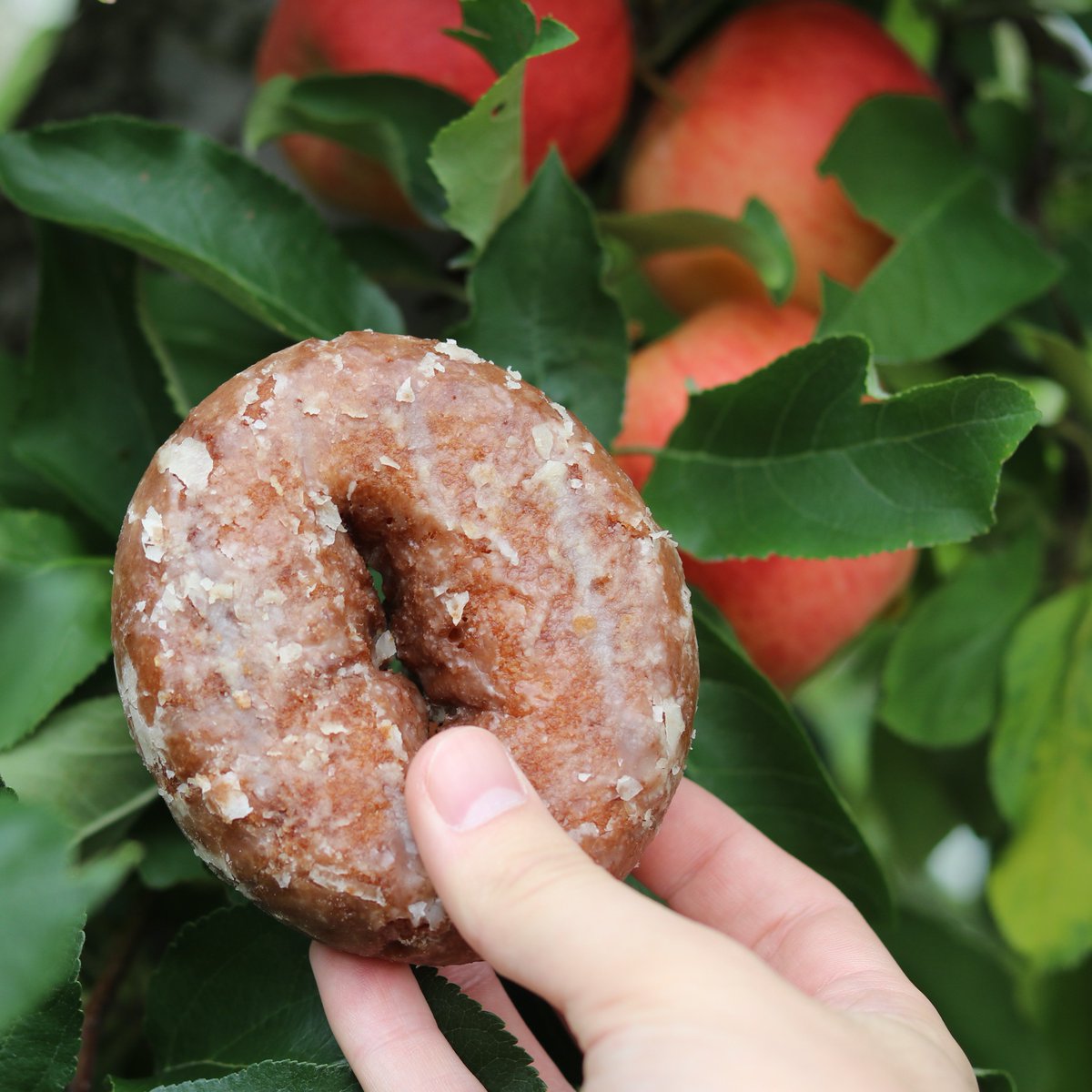 HoneyDew_Donuts's tweet photo. Nothing like a cider donut fresh from the tree.
#appleciderdonuts #applepicking #newengland #fall #donuttree https://t.co/cSCrm5kV6m