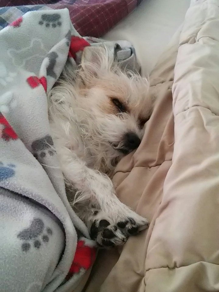 litobsessed76's tweet photo. My Tinka!
Isn't she adorable! https://t.co/JQV3Ws3uyL