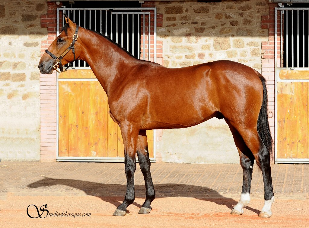 vente de trotteur caen