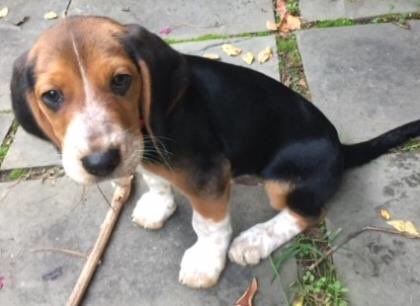 BROODva's tweet photo. Hi, Basil again! Just wanted to share my glamour shots 🐶I’m a sweet 12 week basset mix puppy quickly learning house training &amp; manners. And if you think I’m cute you should see my three sisters, the Spice pups (coming soon!) Adopt us at https://t.co/lzMtCBsakY!#bassetrescue https://t.co/SUl7IjR83b