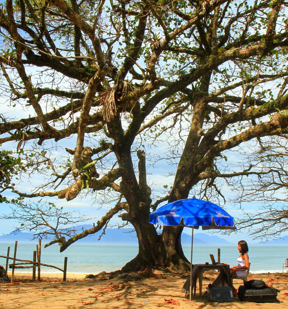 Priscila Guedes tweet media