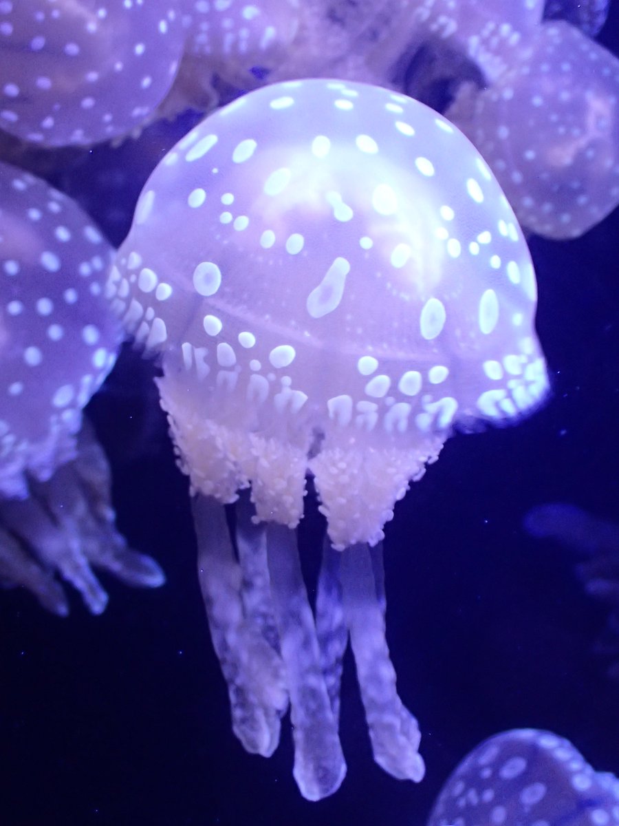 ミ クラゲ屋 ミ בטוויטר 美しいクラゲ達 Part 7 タコクラゲ ナンヨウタコクラゲ クラゲ Jellyfish 加茂水族館