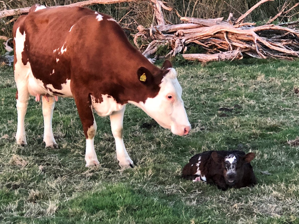 Our new arrival "Jane", welcome to the farm! 🐄<a href="/NorthiamDairy/">The Cart Horse</a> 
#newarrival #happycows #farmlife #welcome
