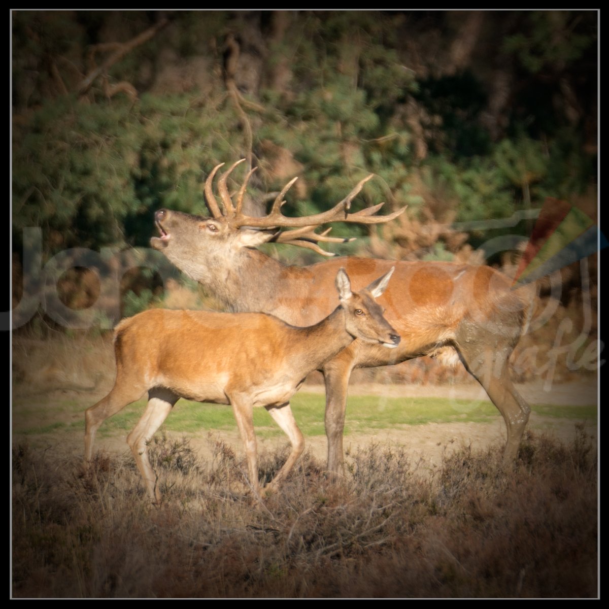 Bronst Edelherten op <a href="/HogeVeluwe/">NP De Hoge Veluwe</a> facebook.com/61547020516666…