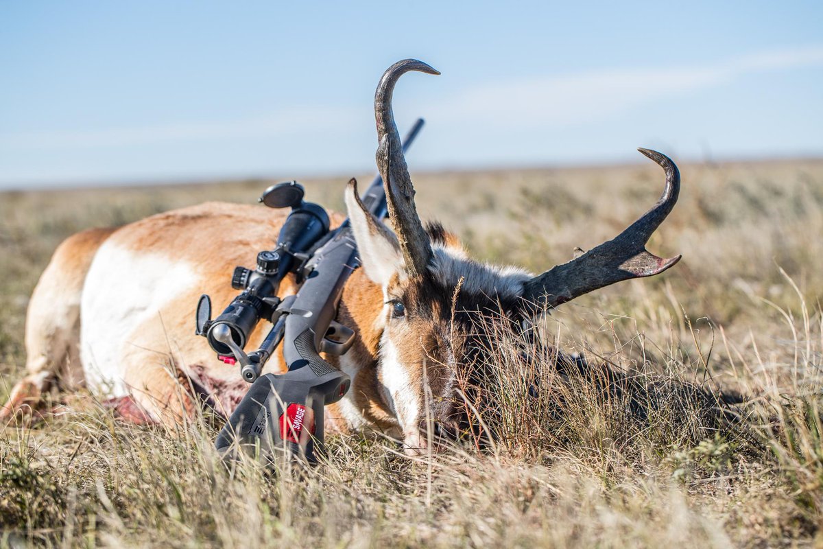 SavageArms's tweet image. If you've never been on a public land pronghorn antelope hunt, put it on your bucket list! It takes persistence and patience, but the challenge is worth the effort in the end!

#SavageArms #BetterComesStandard #Savage110 #AccuFit #Pronghorn #Antelope