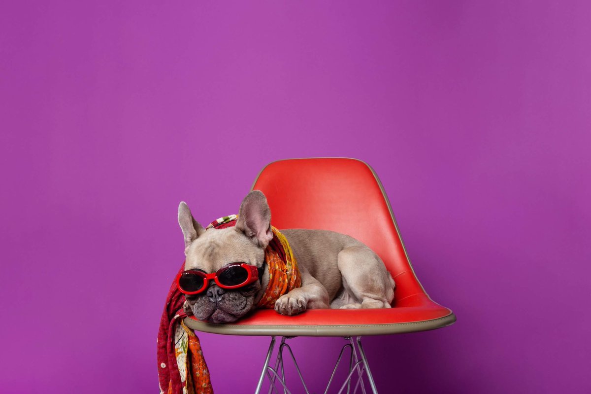 jillgphoto's tweet photo. #doggles Need I say more? #stacksthepug #dogtographer #dogpop https://t.co/E3cyBU2vtW