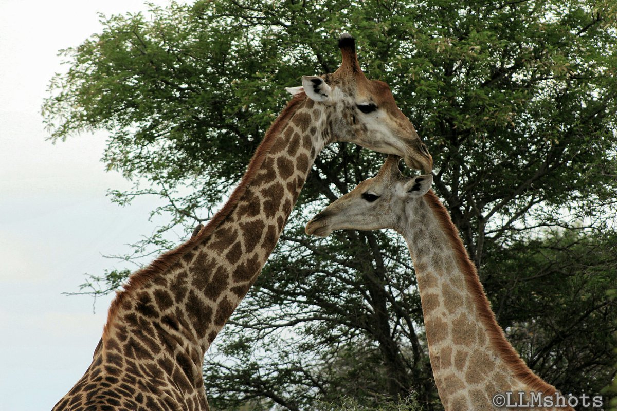 Mogopa_'s tweet photo. "There is only one happiness in life... to love and to be loved" - Unknown #WorldAnimalDay #llmshots https://t.co/XKni6mUdJP