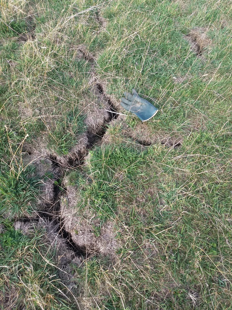 TomHillbil's tweet photo. Still a bit dry in North Bedfordshire #drought18 at least this 120h is going to get a few tonnes of the good stuff 💩💩💩💩 #pas110 #digestate @WhitesRecycling https://t.co/nVTt9Ok1uF