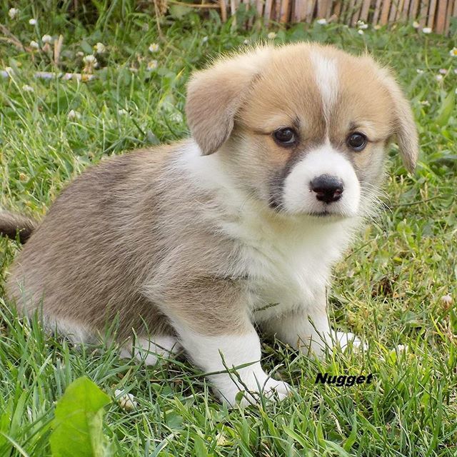 NuggetCorgi's tweet photo. #tbt to the tiniest of corgis!!! And just look at that face. Already such a character at such a young age 😂😂😂
.
.
. 
#corgi #corgisofinstagram #corgistagram #corgipuppy #corgicommunity #corgilove #corgilife #corgioftheday #pembrokewelshcorgi #corgipl… https://t.co/AdouKBibVL https://t.co/b5BH71wKFN