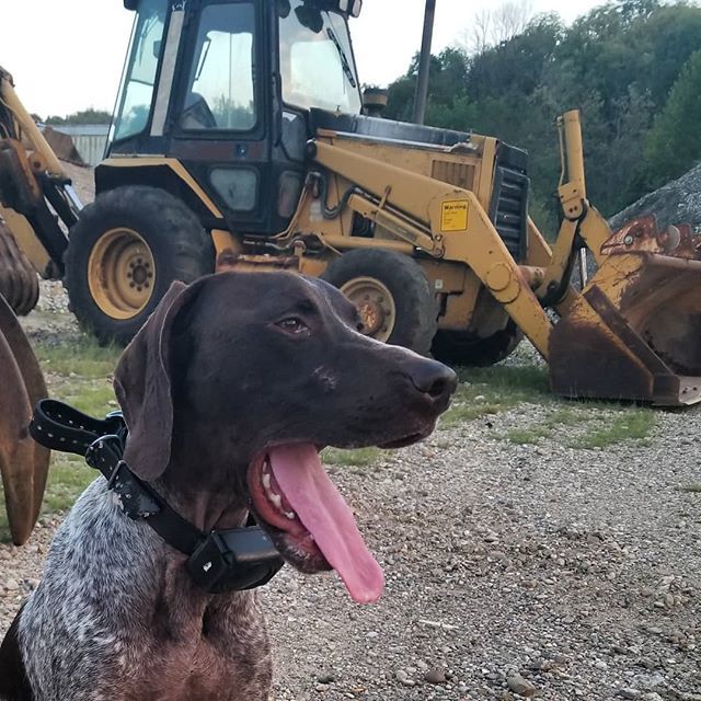 saracullin's tweet photo. Is it Friday yet?
#dogsofinstagram #gspcommunity #gspofig #gspofinstagram #germanshorthairedpointer #gspoftheday #pointercorner #pointer_feature #pointersofinstagram #pointersofig #gsp_feature #gspworld #gsp #mydogiscutest #weeklyfluff #ellenratemydog #p… https://t.co/EiB7Qj2Zu9 https://t.co/svwdmumvMu