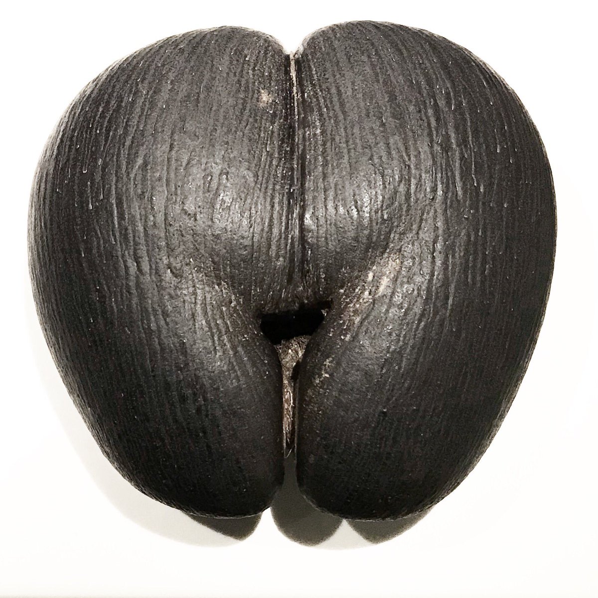 rnemanya's tweet photo. The largest #nut in the world brought to you by #cocodemer #lodoiceamaldivica This baby can weight over 20kg! The seed can take up to 7 years to mature and another 2 to germinate! And the craziest part - it’s not a nut but #drupe like in #peach or #plums #plantfacts #botanylover https://t.co/BtyIFXCdBS
