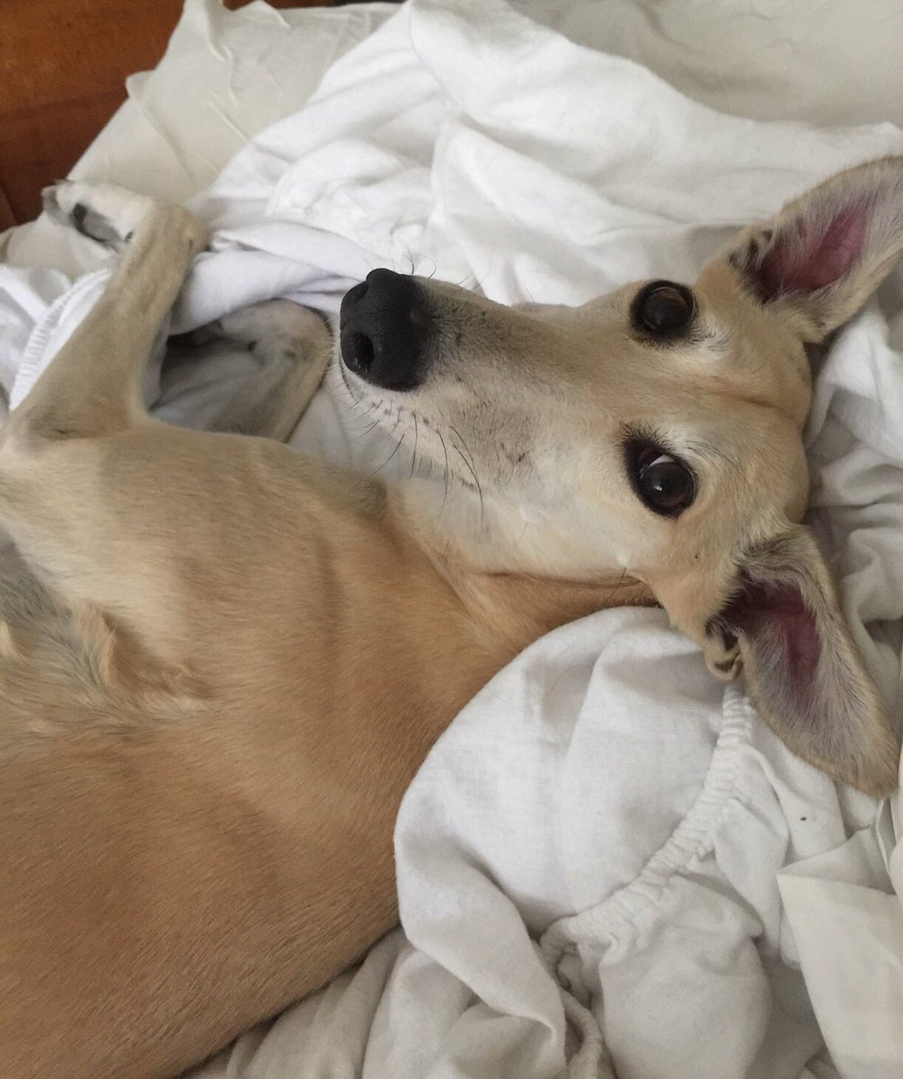 OrlaDukes's tweet photo. On #WorldAnimalDay did I save the dog, or did the dog save me? Can’t imagine life without her, the demented but beautiful Flee. Fleezer Japaneezer, best thing ever https://t.co/cXl22IOX29