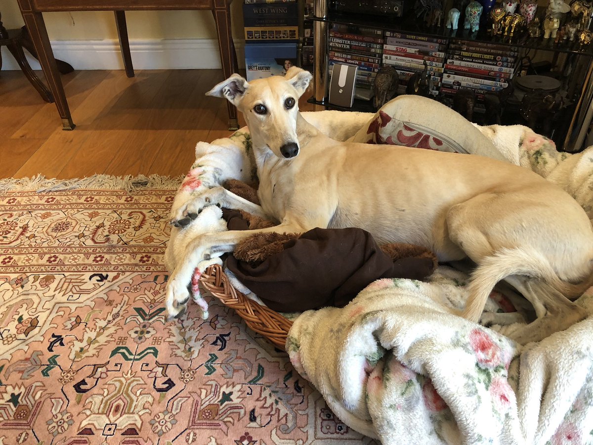 OrlaDukes's tweet photo. On #WorldAnimalDay did I save the dog, or did the dog save me? Can’t imagine life without her, the demented but beautiful Flee. Fleezer Japaneezer, best thing ever https://t.co/cXl22IOX29