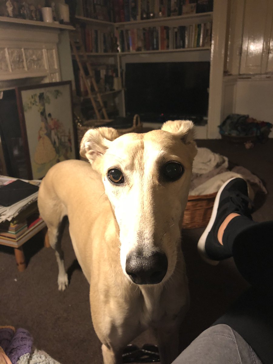 OrlaDukes's tweet photo. On #WorldAnimalDay did I save the dog, or did the dog save me? Can’t imagine life without her, the demented but beautiful Flee. Fleezer Japaneezer, best thing ever https://t.co/cXl22IOX29