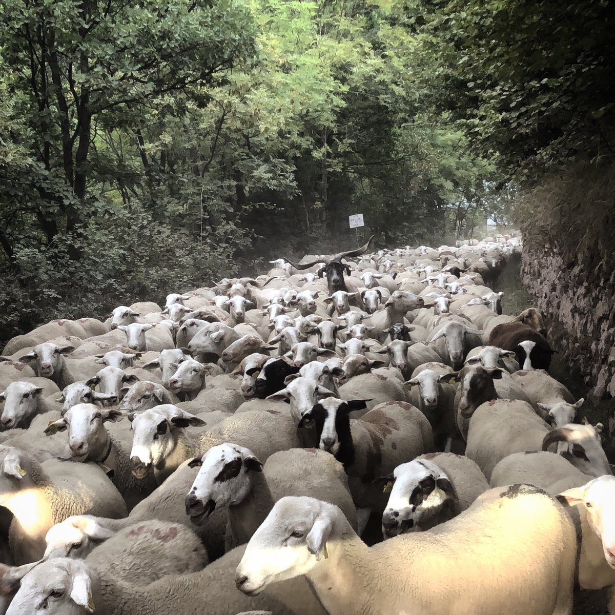 Vuelta a casa!🐑🐑🐑🐏