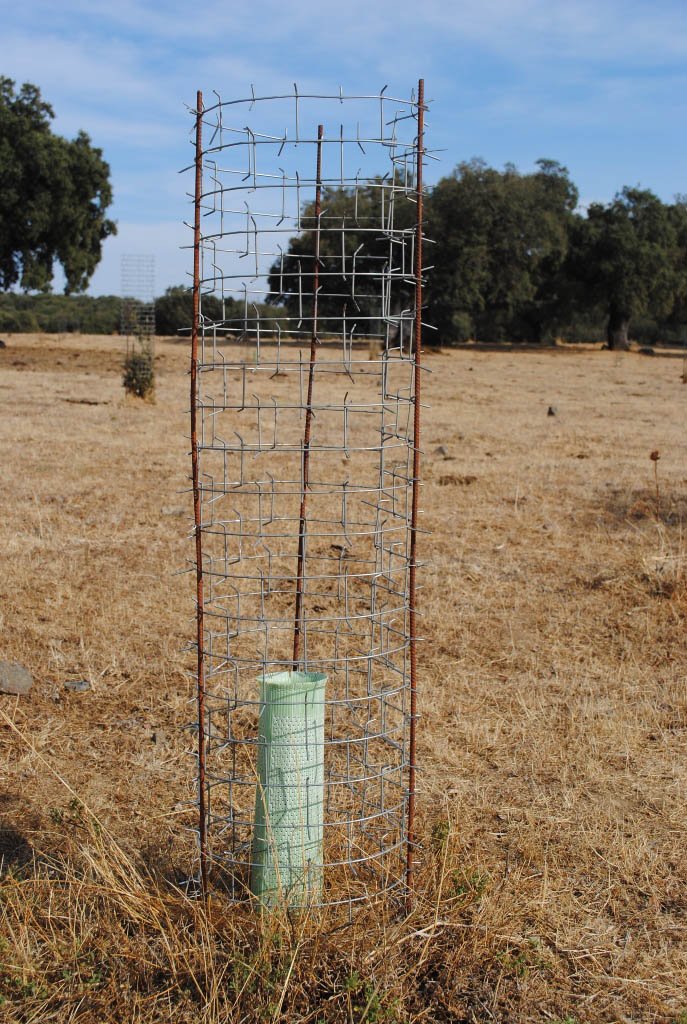 Proteja su reforestación, densificación de arbolado, cultivo leñoso (Olivar, frutales...) y no leñoso (maíz, siembras...) del diente del ganado y fauna cinegética, a un precio mejor de lo que se imagina. Pídanos información: 926 23 20 29. gestiondecotos.com/forestal/prote…