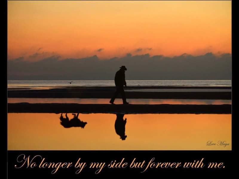 Border Collie Trust tweet media