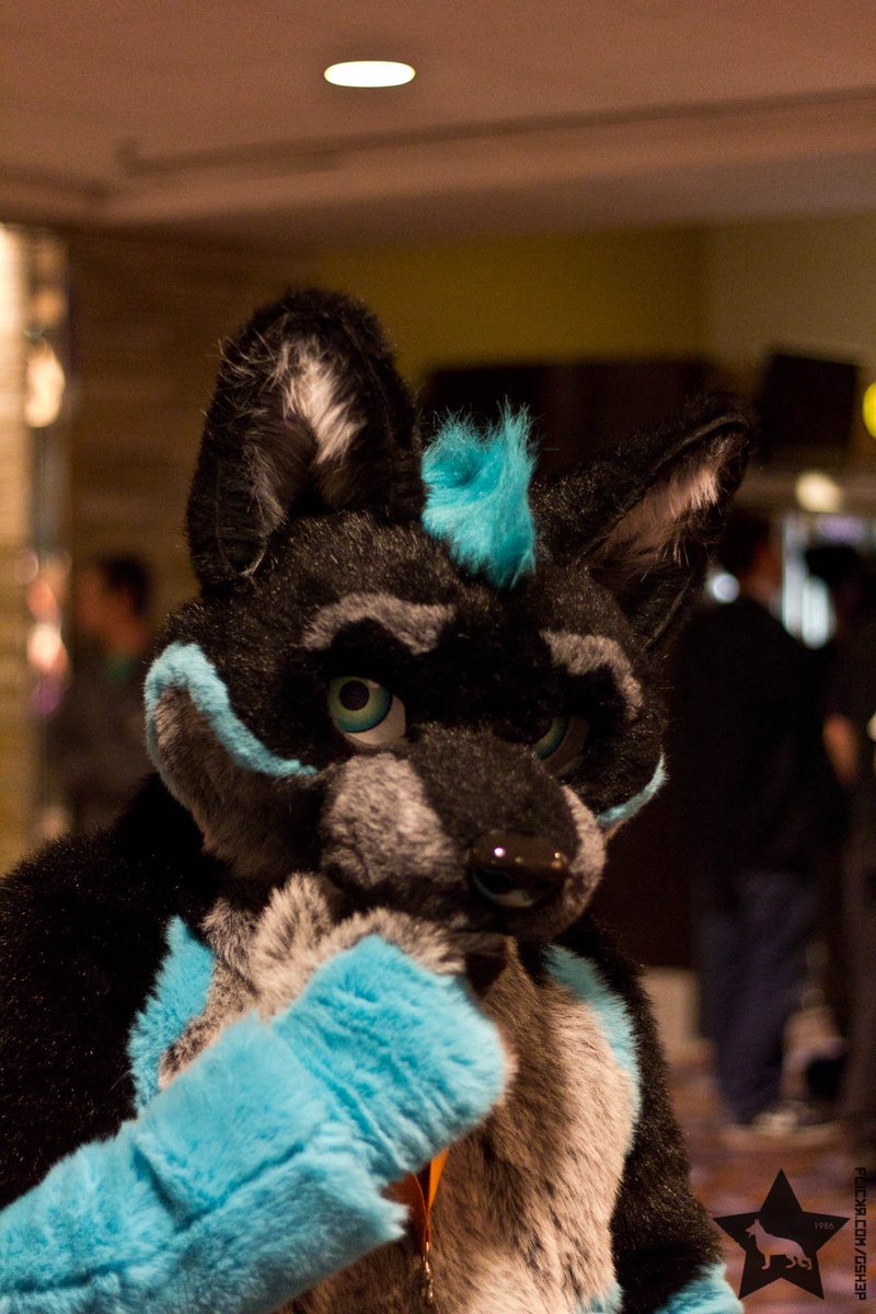 stefan_shepherd's tweet photo. Just a reminder that it's @FurFest soon again! 🍻🍻
...and because of that, have @argium at MFF a few years ago for #ThrowbackThursday. 👀

🏨:#MFF2013 #MWFF2013 #FurFest
✂️:@Onefurallstudio
#onefurall
📸:Moi. 
📢:@CuteFursuits @FursuitPursuits @FursuitPictures https://t.co/blw2dxw8H7