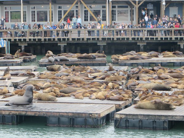 ViaCialdini's tweet photo. #Travel #tourism #bella #California #SanFrancisco #Pier39 #leonimarini https://t.co/Y2vFLr1edQ https://t.co/xmle2965RS
