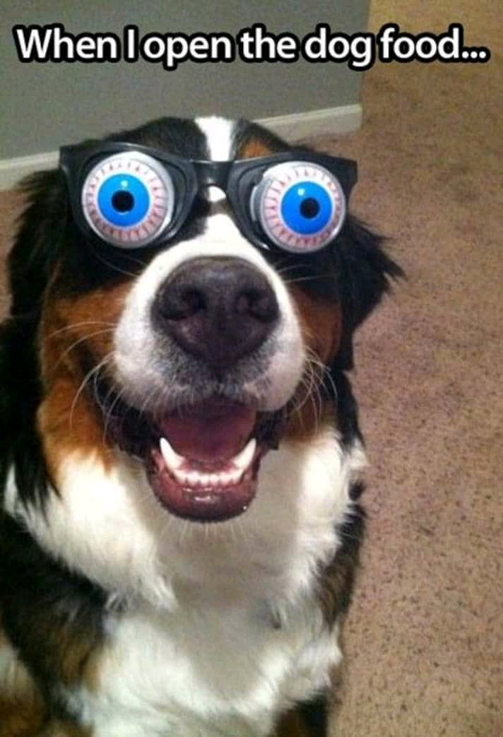 funnypet5's tweet photo. Tag your friends! #funnydog #dogmemes https://t.co/YDGTcc91VX
