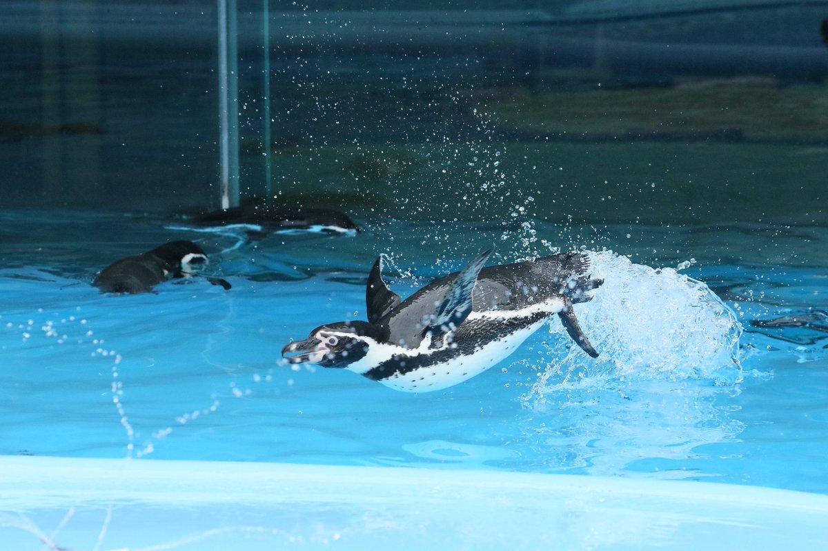 Ranpi ペンギンジャンプ 王子動物園 フンボルトペンギン