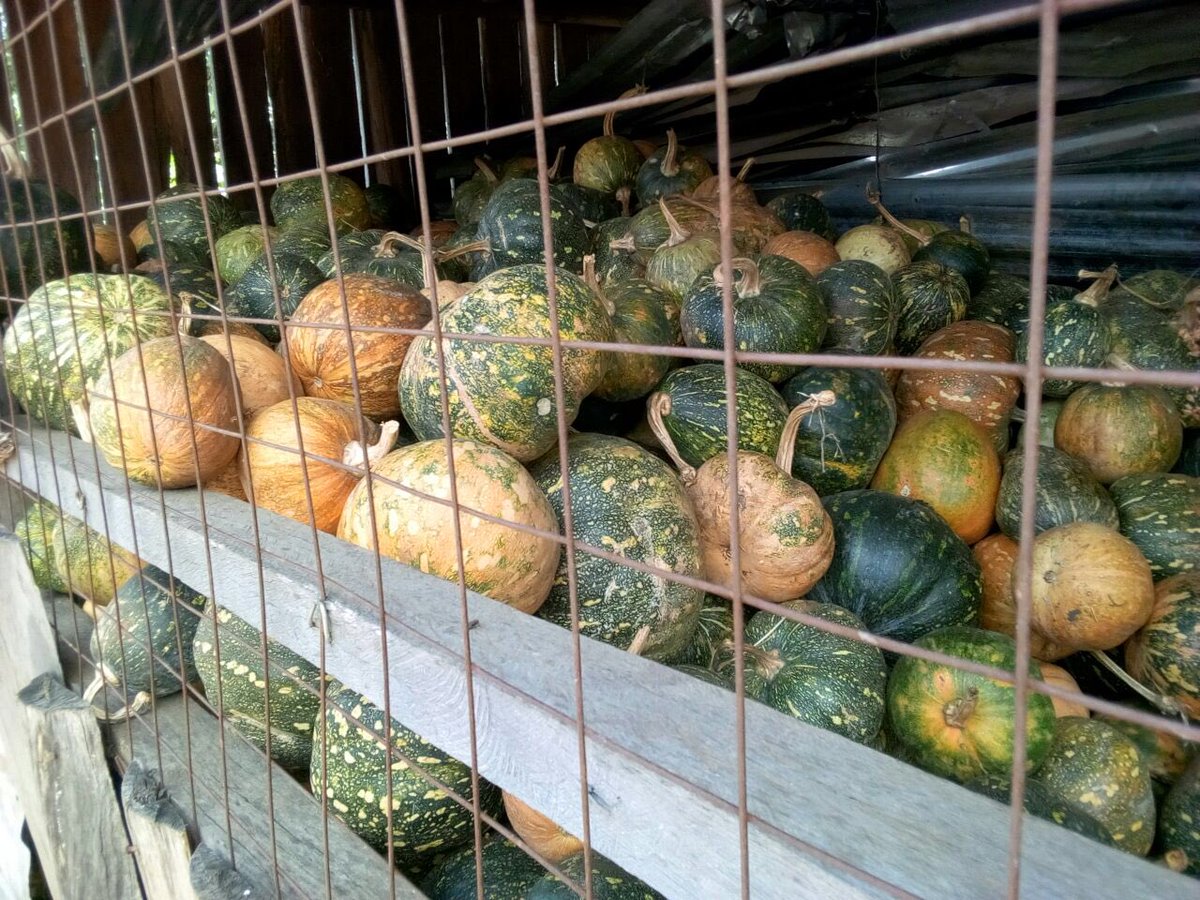 16th October 2018. Save the date. #WFD2018 #ZeroHunger <a href="/NakuruCountyGov/">Nakuru County Gov</a> <a href="/KALRONjoro/">KALRO NJORO</a> <a href="/kalromkulima/">KALRO</a> Everyone has a role to play in achieving #ZeroHunger. Thank you Mrs. Komen (Rongai Ward) for these nutritious pumpkins. We celebrate you and your effort.