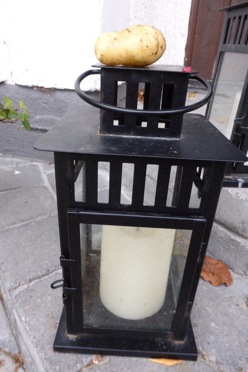 Gronsakslandet's tweet image. #potatis #höstpotatis sattes i #augusti efter #vitlök s #skörden