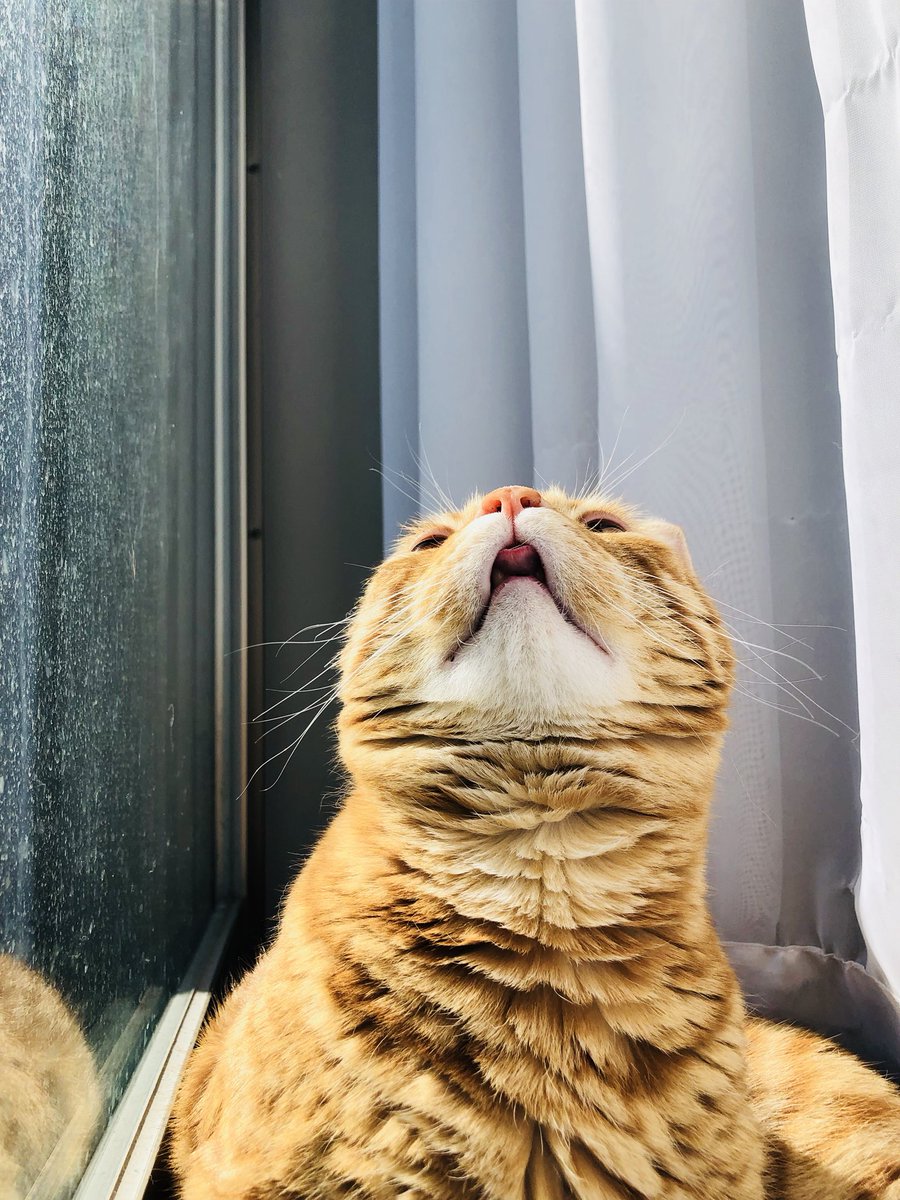 花江 夏樹 最強に可愛い 優勝 声優ツイート紹介所 花江 夏樹 最強に可愛い 優勝 声優ツイート紹介所