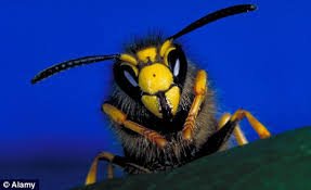 Buy it now... Purchase the most effective wasp deterrent and repel wasps naturally
#wasp # pestcontrol ow.ly/mzRv30algVE