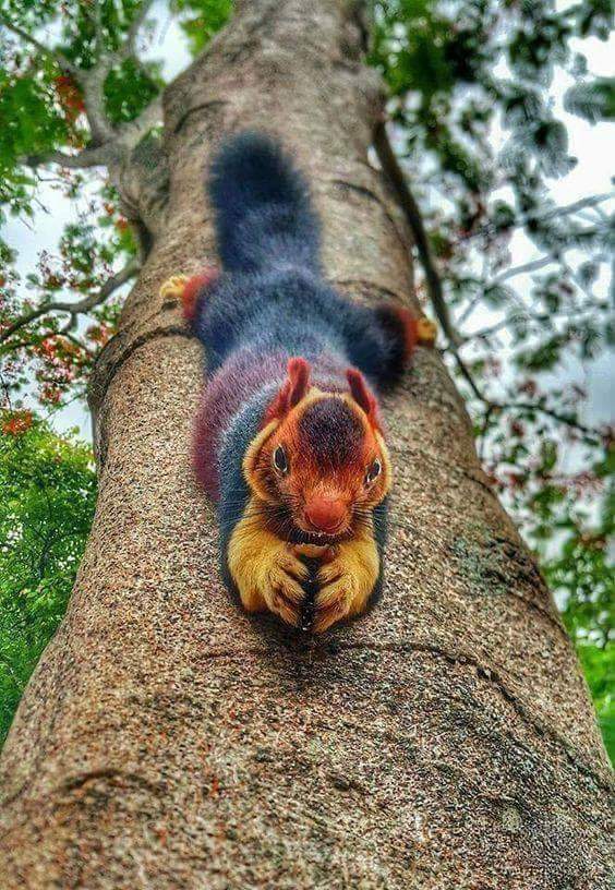 onjolo_kenya's tweet image. Just what trees can offer. 

A Malabar Giant Squirrel 
#planttreeawareness

Like my page in Facebook @Env.Onjolo Victor